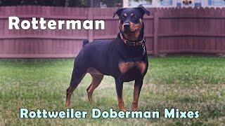 Rotterman - The combination of Rottweiler and Doberman Mix | Doberman Rottweiler cross breed dog