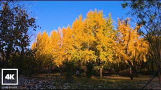 [4K Walk] 한적한 숲길을 걷다 포천 국립수목원의 평화로운 산책로 | Peaceful walking tour of Pocheon National Arboretum