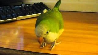 Quaker Parrot Talking