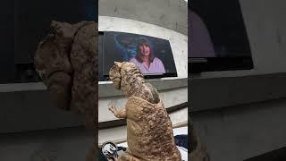 "Real Dinosaur" Goes on JURASSIC WORLD - THE RIDE  (Universal Studios Hollywood ride POV)