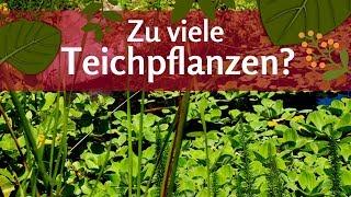 Zu viele Pflanzen im Teich? Kann man es mit der Teichbepflanzung übertreiben?