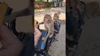 monkey video #monkeybaby #bandar #shorts #viral #reels