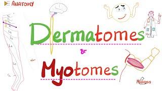 Dermatomes & Myotomes - Anatomy Series