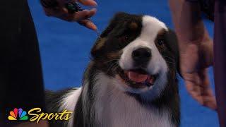 National Dog Show 2024: Herding Group (Full Judging) | NBC Sports