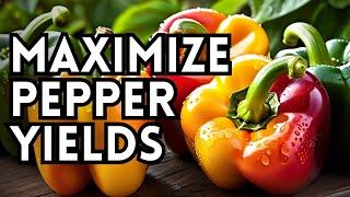 Increase Your Pepper Harvest With These Planting Tips - How To Plant Peppers Into The Garden