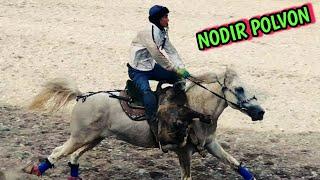 NODIR POLVON UZINI OQ BULUTIDA #DENGIZTULPORI#OTLAR#ULOQ#HORSES#KURASH#CHORVA#POLVONLAR#ЛОШАД