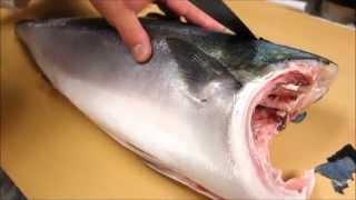 How To Fillet a Whole Hamachi - How To Make Sushi Series