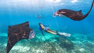 GoPro HERO12 Black: Free Diving with Giant Manta Rays!