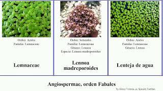 Angiospermae, orden Fabales strychnos lucida agua occidentalis angiosperms glabra nitida attenuata