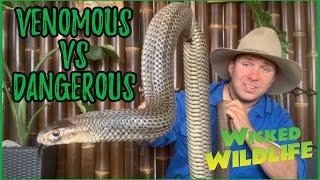 What REALLY Makes a Snake DANGEROUS?