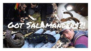 Got Salamanders?! | Searching for Newts and Salamanders