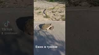 Ежик в Актау. Тумана нет.