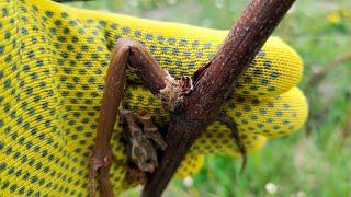 Заморозки. Когда удалять вымерзшие побеги винограда? / Frost. When to remove frozen grape shoots?