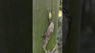 Exploring the Bamboo Forest – An Amazing Encounter with Nature’s Creatures#wildlife #naturelovers