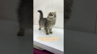Прекрасный котик Пу #животные #милота #ветеринарныйврач #питомцы #доктор