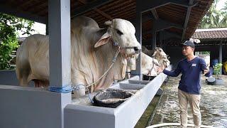 FULL ABSEN - SAPI PO / LOKAL KANDANG SETIA FARM