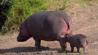 Baby hippo walking towards the water with its mother