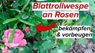 Rosenblattrollwespe mit Rainfarn bekämpfen! Schädlinge an deinen Rosen verhindern!