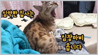 제발 강심장 아니라면 뱅갈고양이 키우지 마세요 !