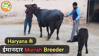 #Sukhdev Real Murrah Breeder of Haryana.Sukhdev  9729214090 गाँव शेरगढ़, कैथल