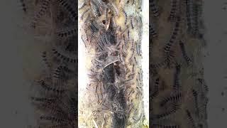 Those who are afraid don't see  |  caterpillars.