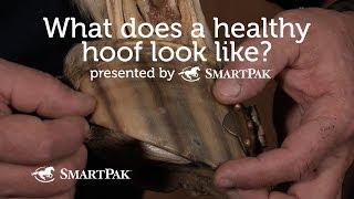 What does a healthy hoof look like?