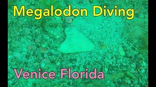 Megalodon Diving in the Shark Tooth Capital of the World