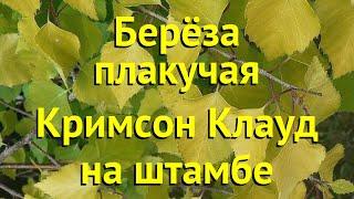 Береза плакучая на штамбе Кримсон Клауд. Краткий обзор, описание betula pendula Crimson Cloud