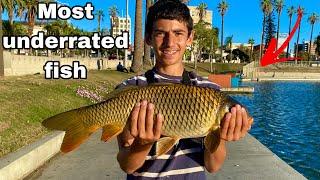 catching giant carp in la pond (most underrated fish) | MacArthur park