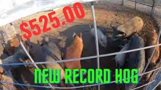 Trapping wild pigs for money and your Sunday morning wild hog market report with Muddyfeet