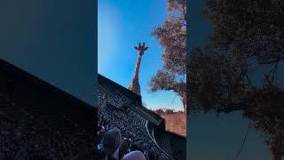 Video 5