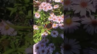 Video Butterflies Tuell