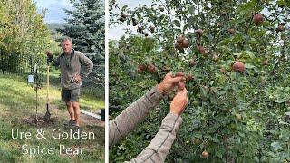 Planting Pear Trees: What to Expect 10 Years Later