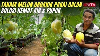 Petani Cerdas, Tanam Melon Organik Pakai Galon Bekas