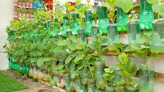 Growing Vegetables at Home with Automatic Watering, Vertical Vegetable Garden Ideas