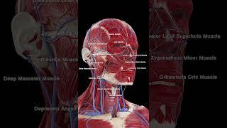  The Power of Facial Muscles: Expression and Movement 