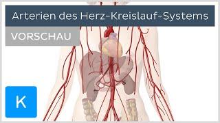 Arterien des Herz-Kreislauf-Systems - Verlauf und Funktion (Vorschau) | Kenhub