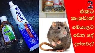 මීයන්ගේ කරදරේ ඉවර කරන්න ලේසිම වගේම හොදම විදිහ | How To Get Rid of Mouse Rats, Permanently
