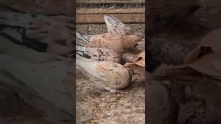 Мраморные бойные голуби | Baku highflying Almond pigeons #kabutaar #pigeon #almond