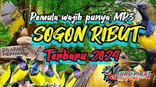 suara mp3 pikat sogon terbaru 2024,SOGON ribut. pikat burcil