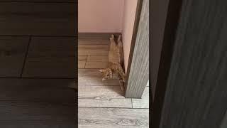 Рыжик! #cat #кот #топ #любовь