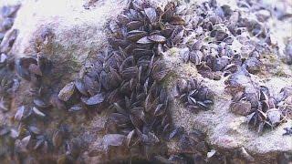 Researchers Conduction Zebra Mussel Tests On Lake Minnetonka