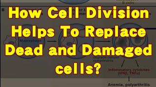 How Cell Division Helps To Replace Dead and Damaged cells? | Quick Learn #biology #celldivision