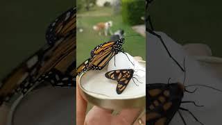 Monarch Butterfly and Wasp Moth 