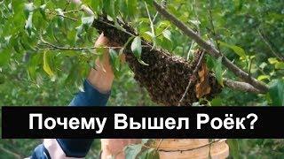 Пасека #46 Почему вышел роёк ? Пасека Пчеловодство.