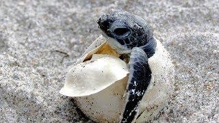 Things you should know about Sea Turtle Nesting