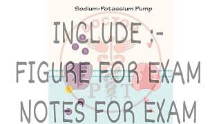 VIDEO :- 3 Sodium  Potassium pump | For Physio Student | Also for study in gujrati medium student