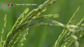 CANH TÁC THÔNG MINH Số 40: CHĂM LÚA GIAI ĐOẠN TRỔ, CHÍN