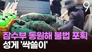 여름철 성게 가격 오르자…잠수 장비로 불법 '싹쓸이'