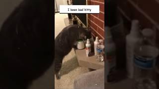 Funny Cats: Cat Compilation #shorts